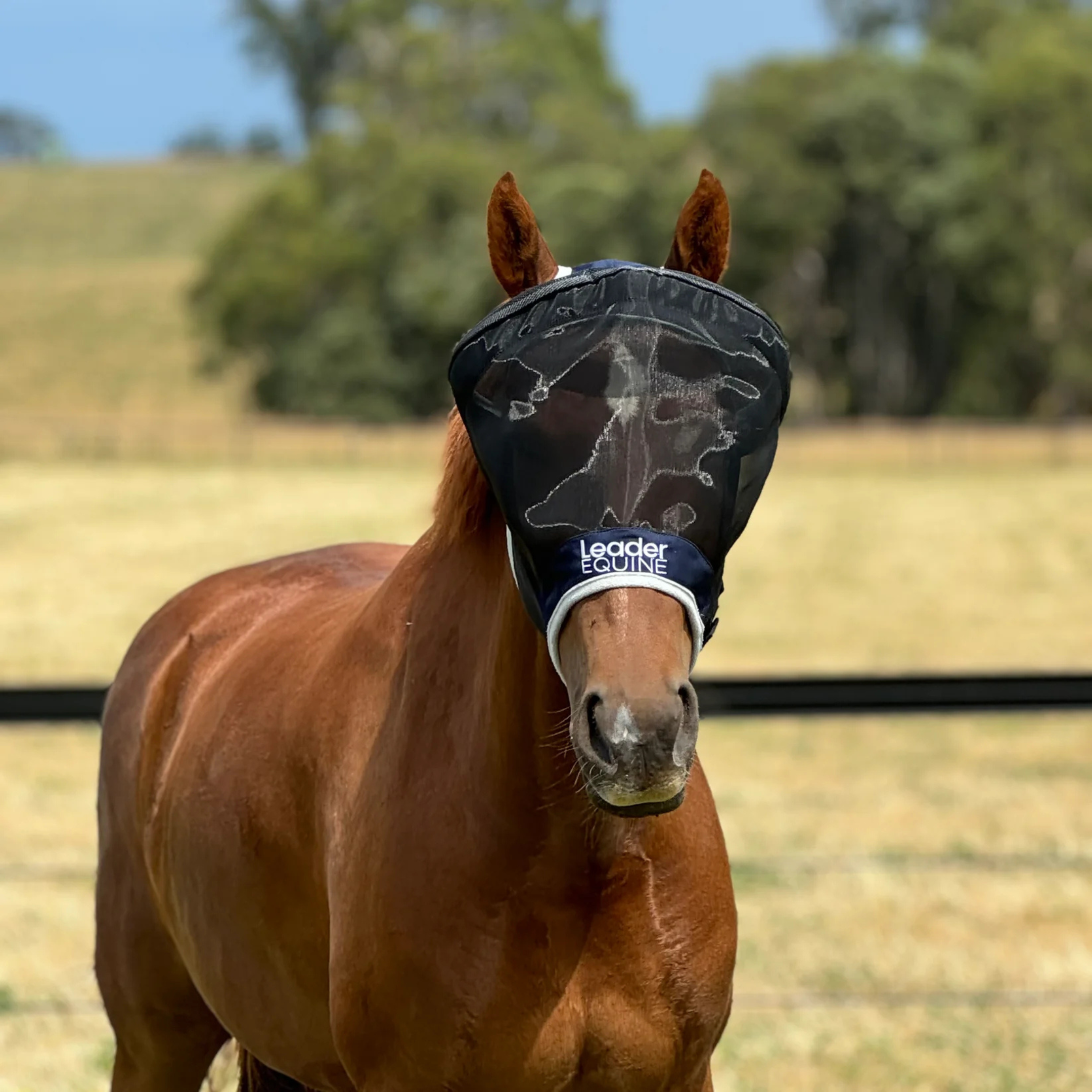 Cinches down under